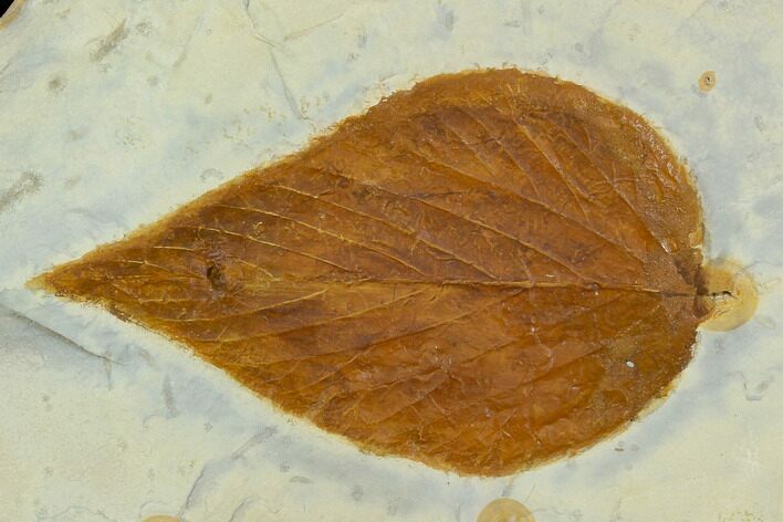 Fossil Hackberry (Celtis) Leaf - Montana #120799